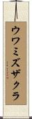 ウワミズザクラ Scroll