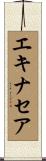 エキナセア Scroll