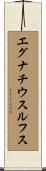 エグナチウスルフス Scroll