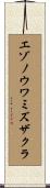 エゾノウワミズザクラ Scroll