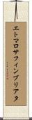 エトマロサフィンブリアタ Scroll