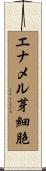 エナメル芽細胞 Scroll