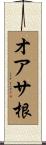 オアサ根 Scroll