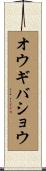 オウギバショウ Scroll