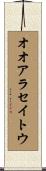 オオアラセイトウ Scroll