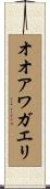 オオアワガエリ Scroll