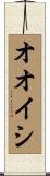 オオイシ Scroll