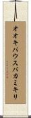 オオキバウスバカミキリ Scroll