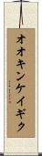 オオキンケイギク Scroll