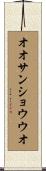 オオサンショウウオ Scroll