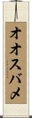 オオスバメ Scroll
