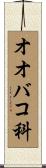 オオバコ科 Scroll