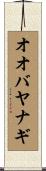 オオバヤナギ Scroll