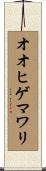 オオヒゲマワリ Scroll