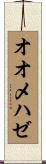 オオメハゼ Scroll