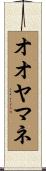 オオヤマネ Scroll