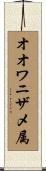 オオワニザメ属 Scroll