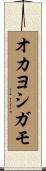 オカヨシガモ Scroll