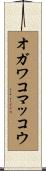 オガワコマッコウ Scroll