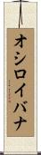 オシロイバナ Scroll