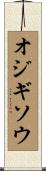 オジギソウ Scroll