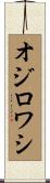 オジロワシ Scroll