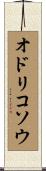 オドリコソウ Scroll
