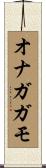 オナガガモ Scroll