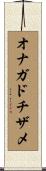 オナガドチザメ Scroll