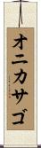 オニカサゴ Scroll
