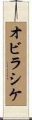 オビラシケ Scroll