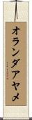 オランダアヤメ Scroll