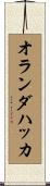 オランダハッカ Scroll