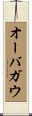 オーバガウ Scroll