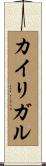 カイリガル Scroll