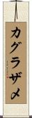 カグラザメ Scroll