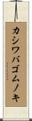 カシワバゴムノキ Scroll