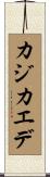 カジカエデ Scroll