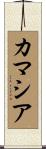 カマシア Scroll