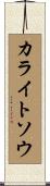 カライトソウ Scroll