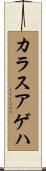カラスアゲハ Scroll