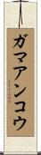 ガマアンコウ Scroll