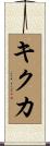 キクカ Scroll
