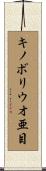 キノボリウオ亜目 Scroll