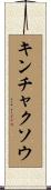 キンチャクソウ Scroll