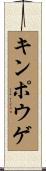 キンポウゲ Scroll