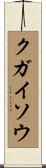 クガイソウ Scroll
