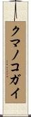 クマノコガイ Scroll