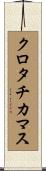クロタチカマス Scroll
