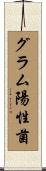 グラム陽性菌 Scroll
